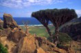 /album/asia/socotra0103-or-jpg/