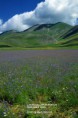 /album/italia/castelluccio0013-jpg1/